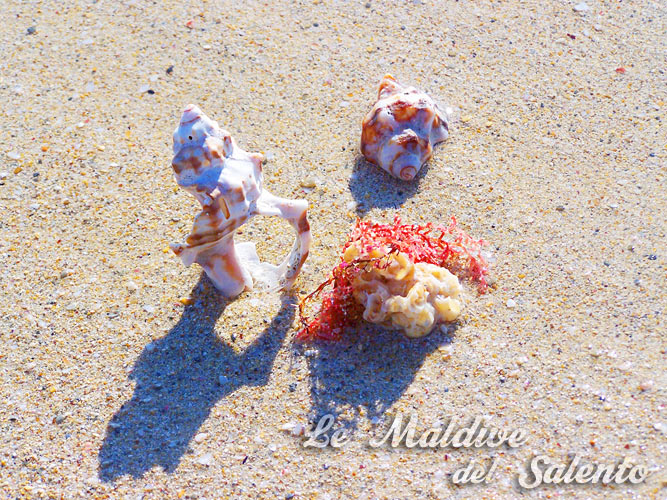 vacanze salento - le maldive del salento, alloggi nelle splendide località del salento